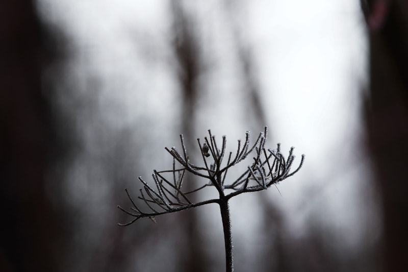 Pentax K-3 II sample photo. Frosted twig photography