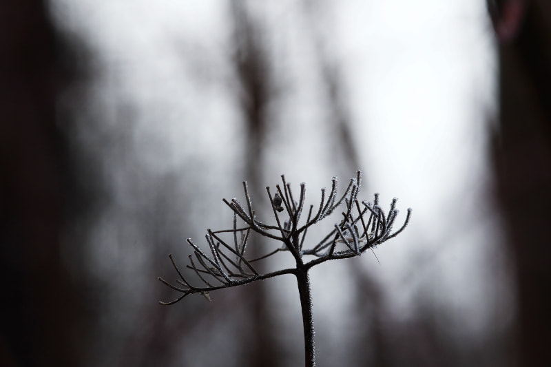 Sigma sample photo. Frosted twig photography