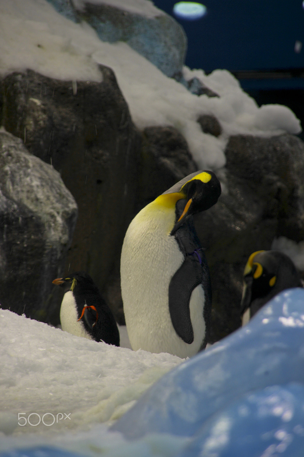 Sigma 18-200mm f/3.5-6.3 DC OS sample photo. Animals in norwegian nature photography