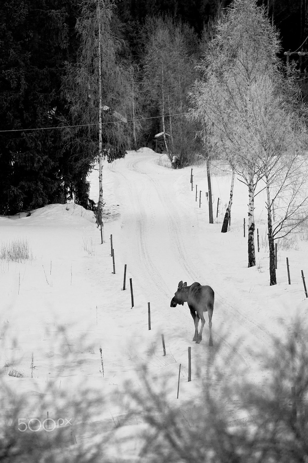 Canon EOS 1000D (EOS Digital Rebel XS / EOS Kiss F) + EF75-300mm f/4-5.6 sample photo. Animals in norwegian nature photography