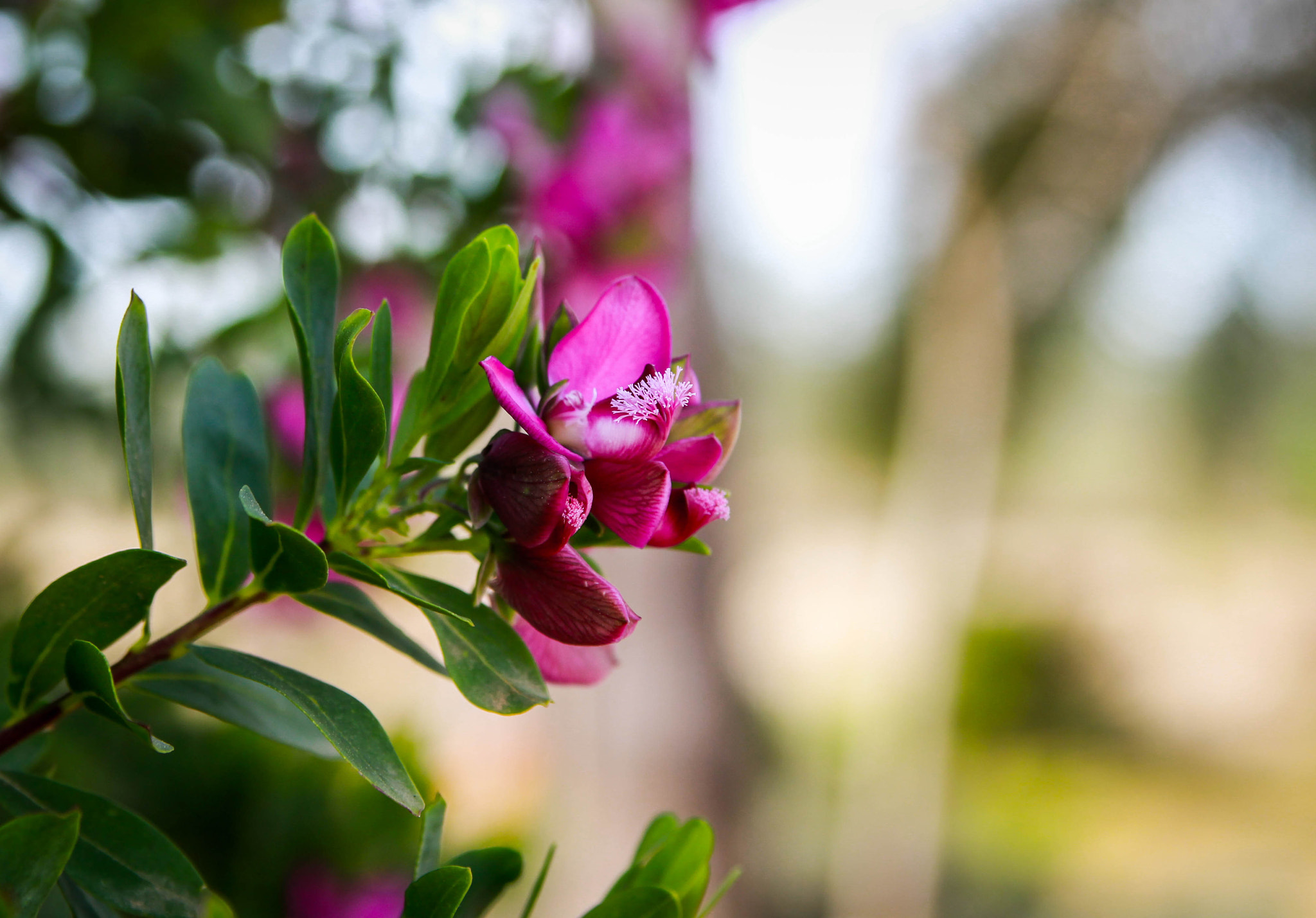 Canon EOS 1200D (EOS Rebel T5 / EOS Kiss X70 / EOS Hi) sample photo. Flor photography