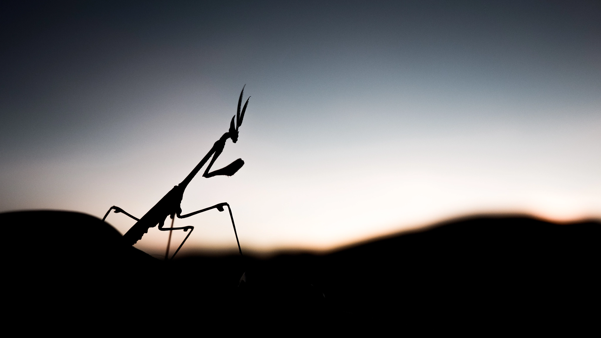 Panasonic Lumix G X Vario 12-35mm F2.8 ASPH Power OIS sample photo. Mantis photography