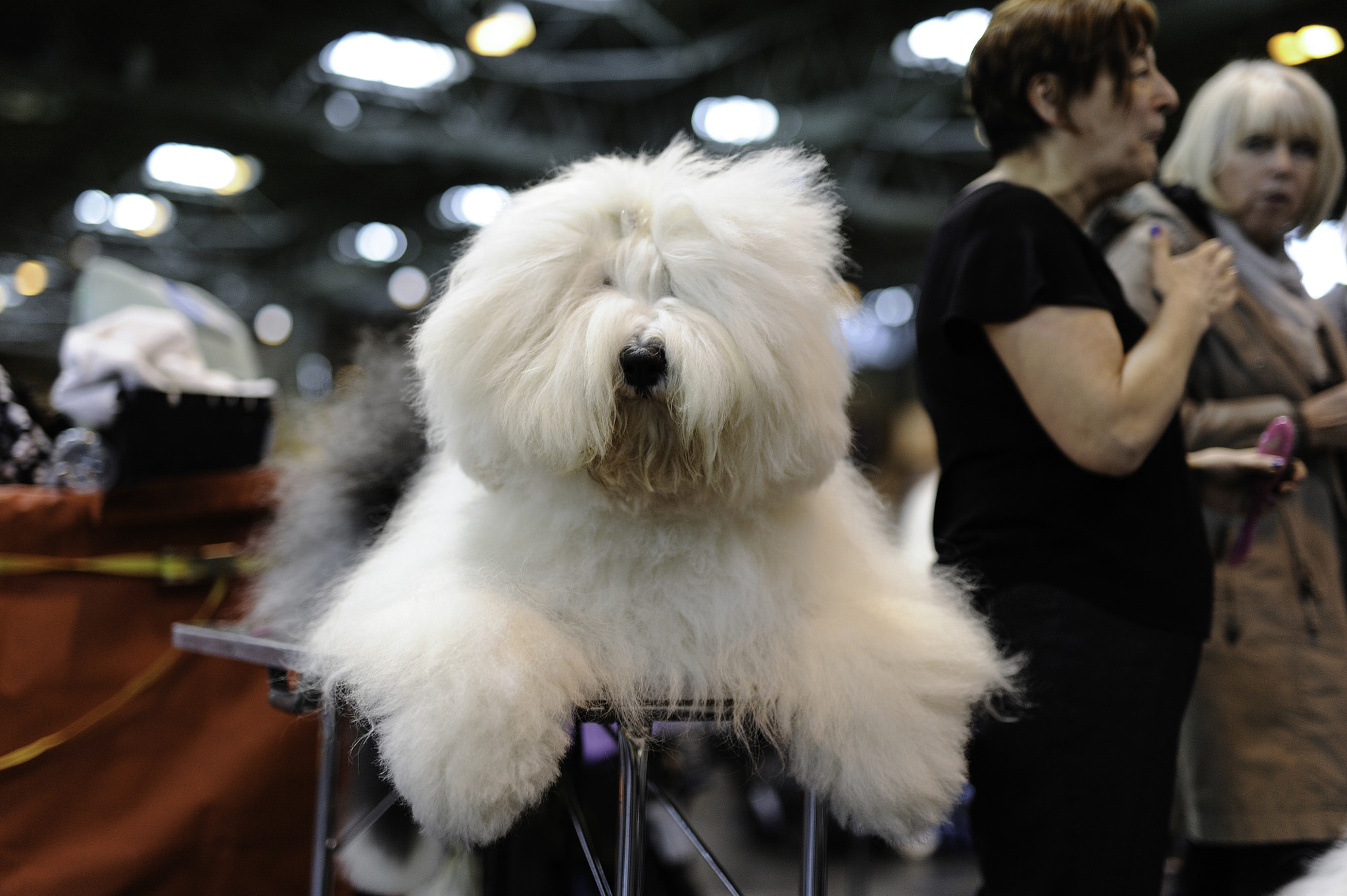 Sigma 50mm F1.4 DG HSM Art sample photo. Happy old english sheepdog photography