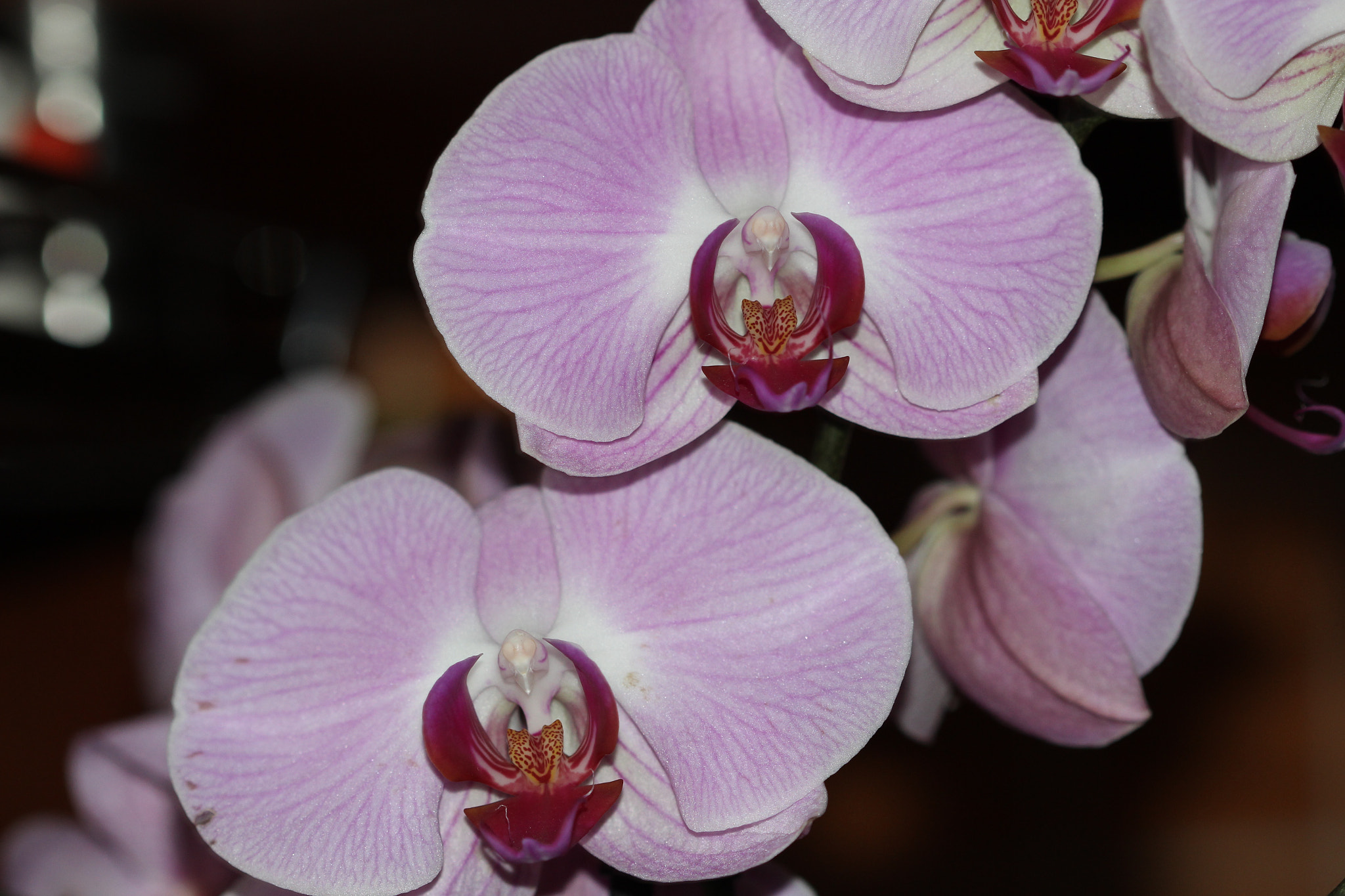 Canon EF 100mm F2.8 Macro USM sample photo. Orchids photography