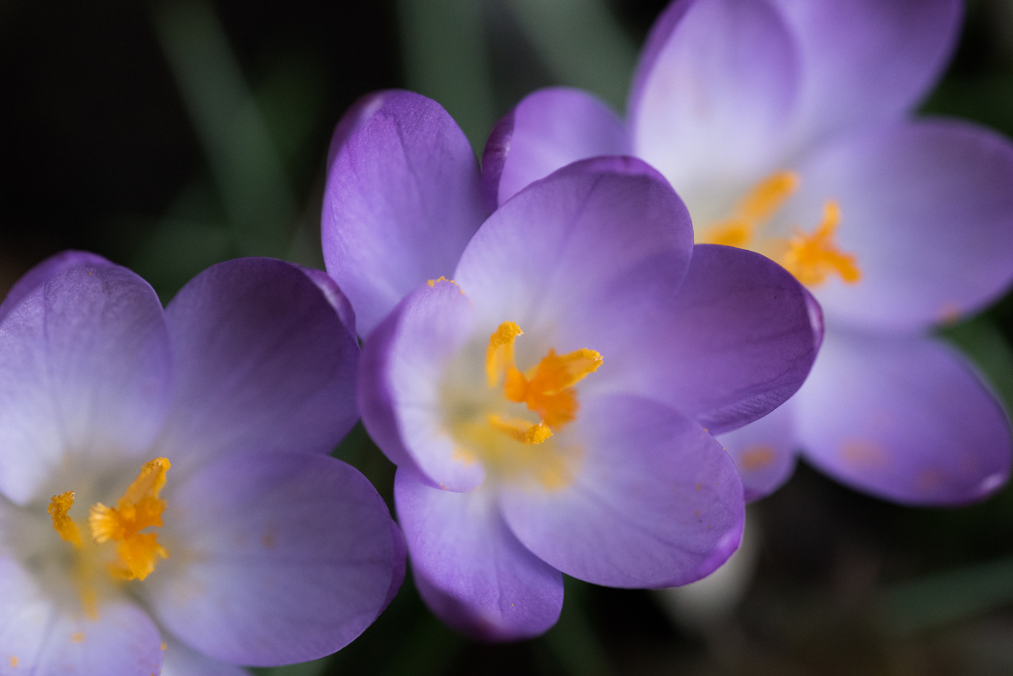 Nikon D750 + Tokina AT-X Pro 100mm F2.8 Macro sample photo. Impending spring photography