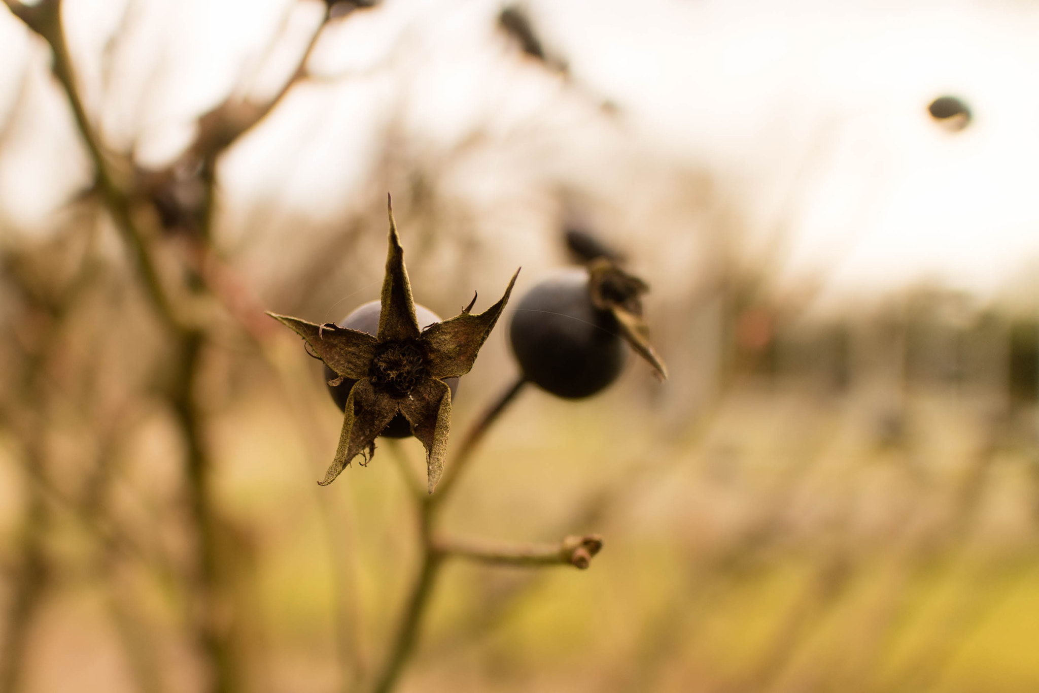 Canon EOS M3 sample photo. Rose hips of last year photography