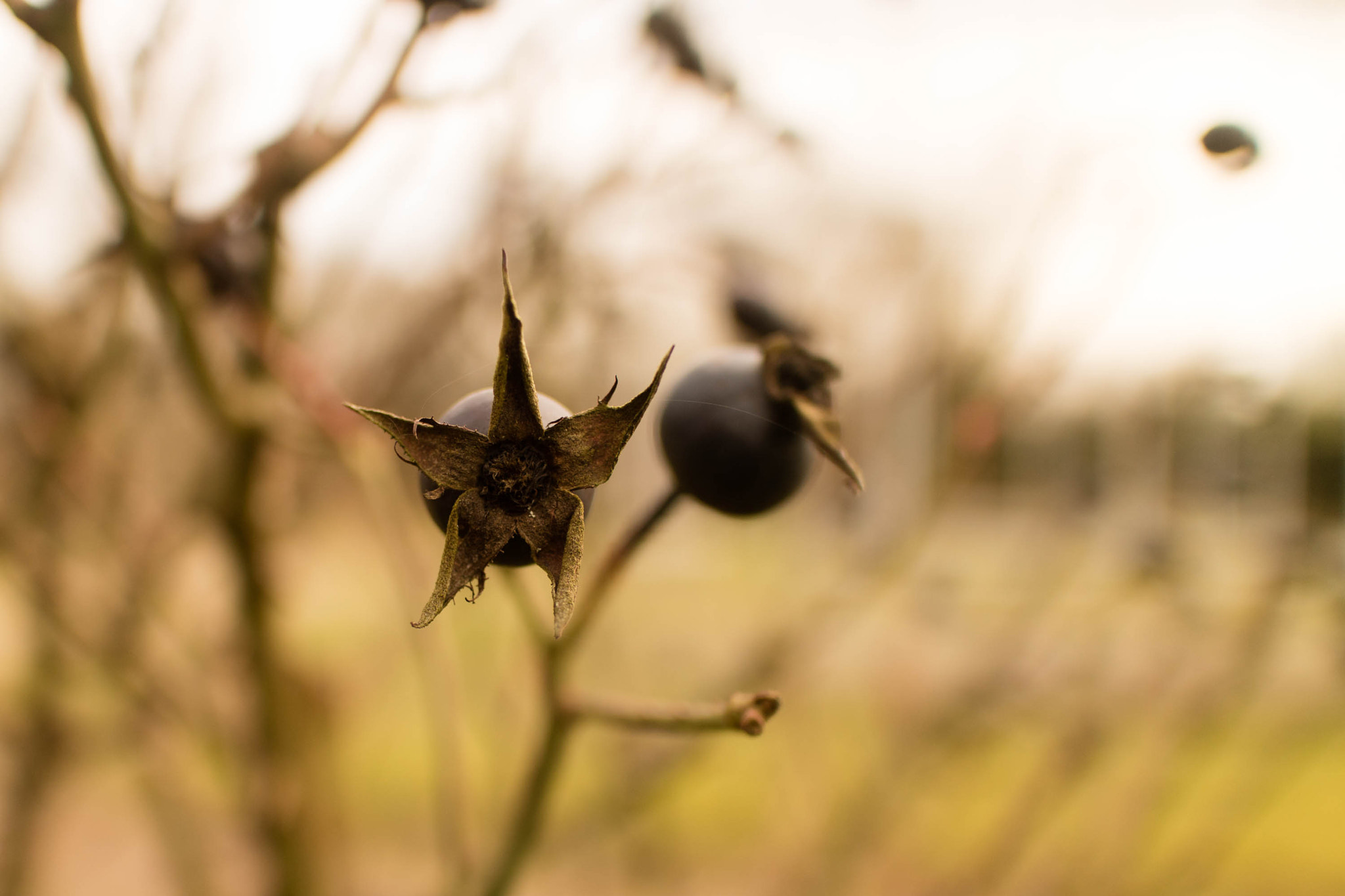 Canon EOS M3 + Canon EF-M 22mm F2 STM sample photo. Rose hips of last year photography