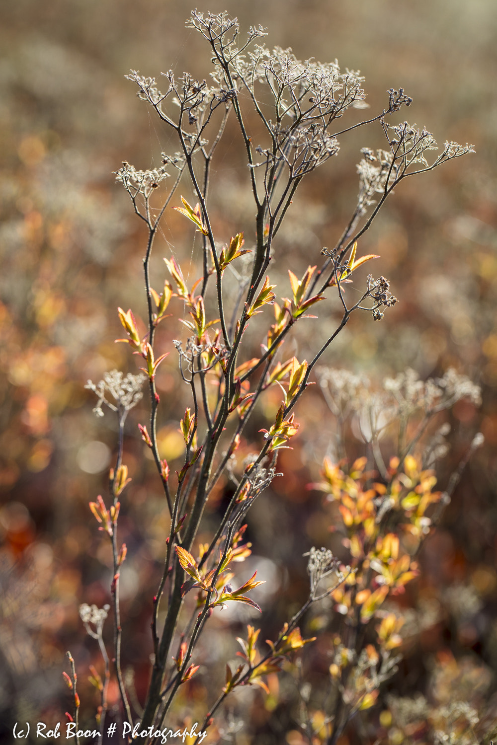 Canon EF 100mm F2.8L Macro IS USM sample photo. Spring light 3 photography