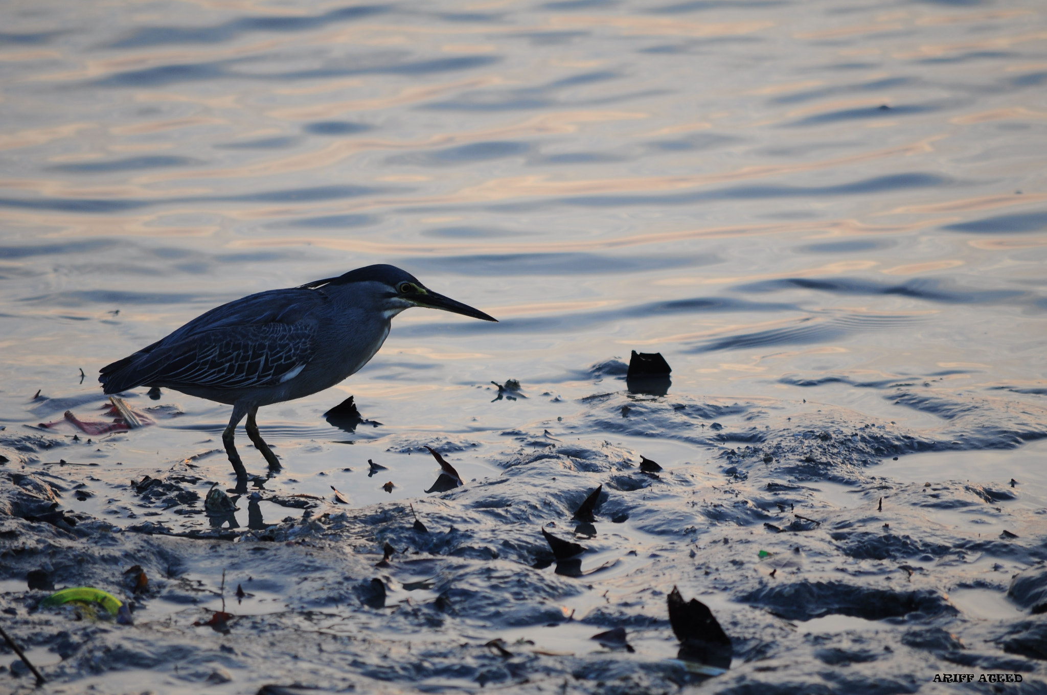 Nikon D90 + Nikon AF-S DX Nikkor 55-300mm F4.5-5.6G ED VR sample photo. Hunting for food photography