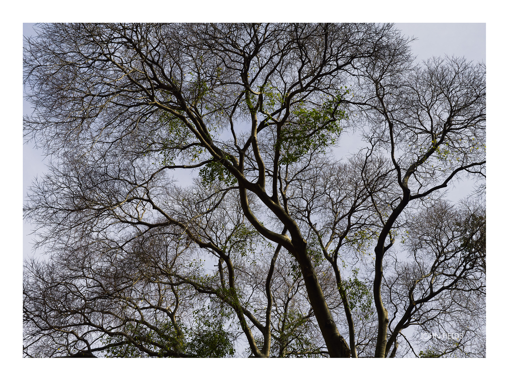 Panasonic Lumix DMC-GX8 sample photo. Málaga (62) jardín botánico la concepción photography