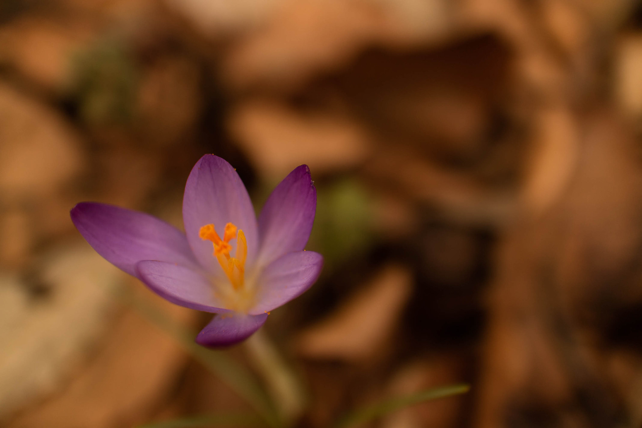 Canon EOS M3 + Canon EF-M 22mm F2 STM sample photo. Crocus photography