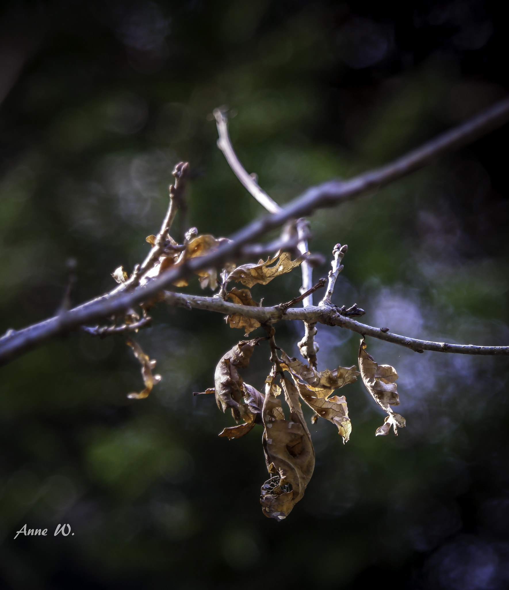 Samsung NX1 + NX 50-200mm F4-5.6 sample photo. Goodbye winter, welcome spring photography