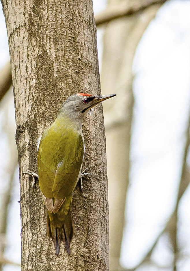 Nikon AF-S Nikkor 300mm F2.8G ED VR II sample photo. Grey headed woodpecker photography
