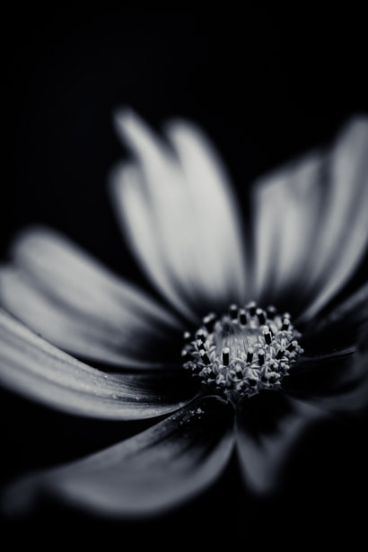Sigma 105mm F2.8 EX DG OS HSM sample photo. Flower photography