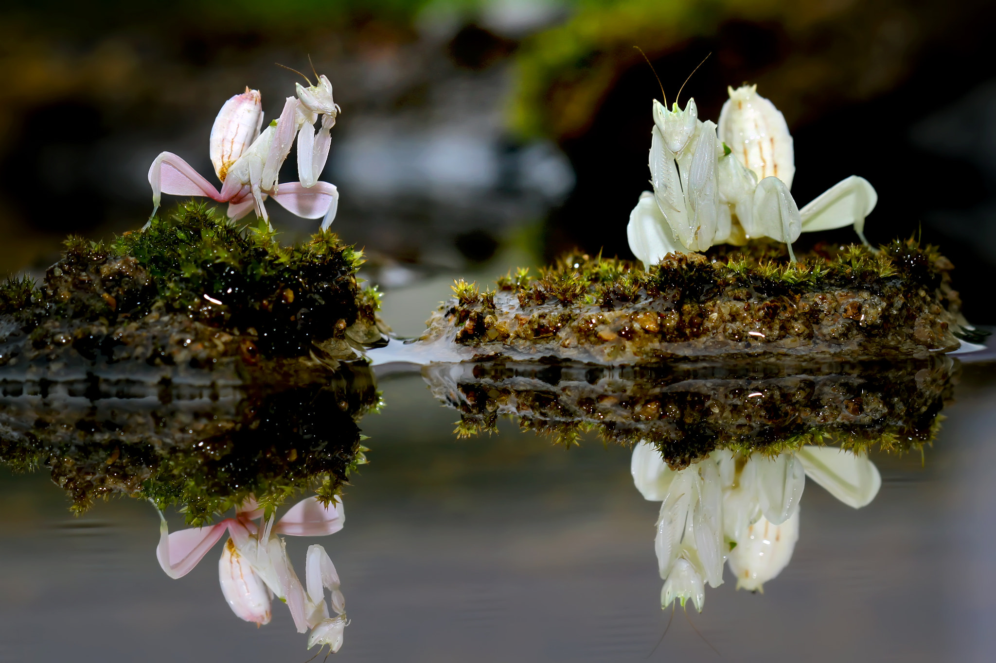 Canon EOS 7D + Canon EF 100mm F2.8 Macro USM sample photo. Miror orchid mantis photography