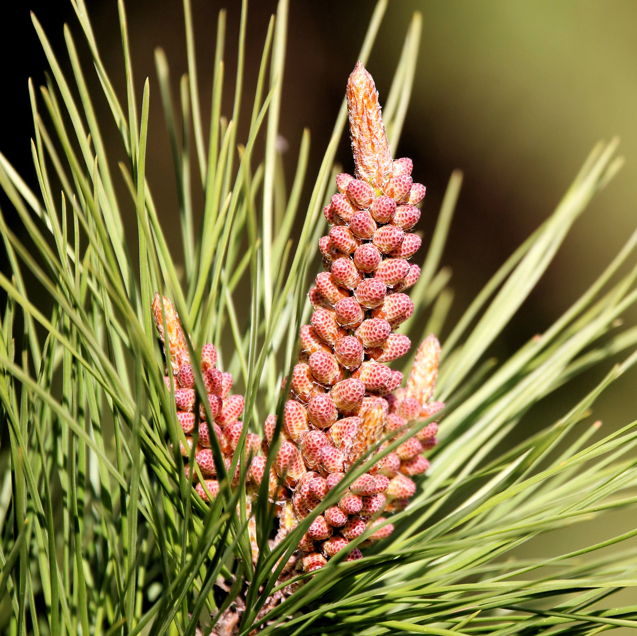 150-600mm F5-6.3 DG OS HSM | Contemporary 015 sample photo. Baby pine cones photography
