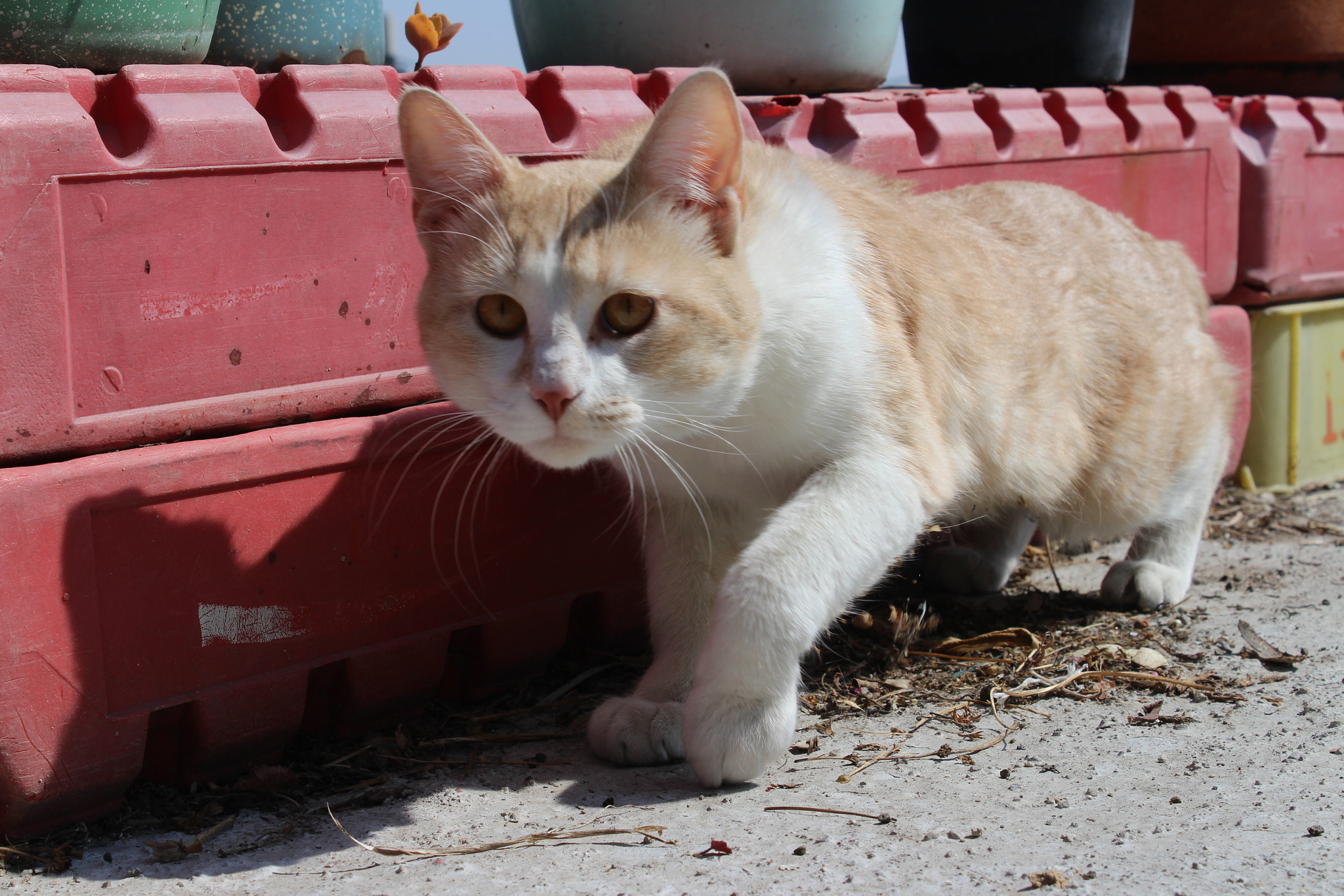 Canon EOS M sample photo. Shifu photography
