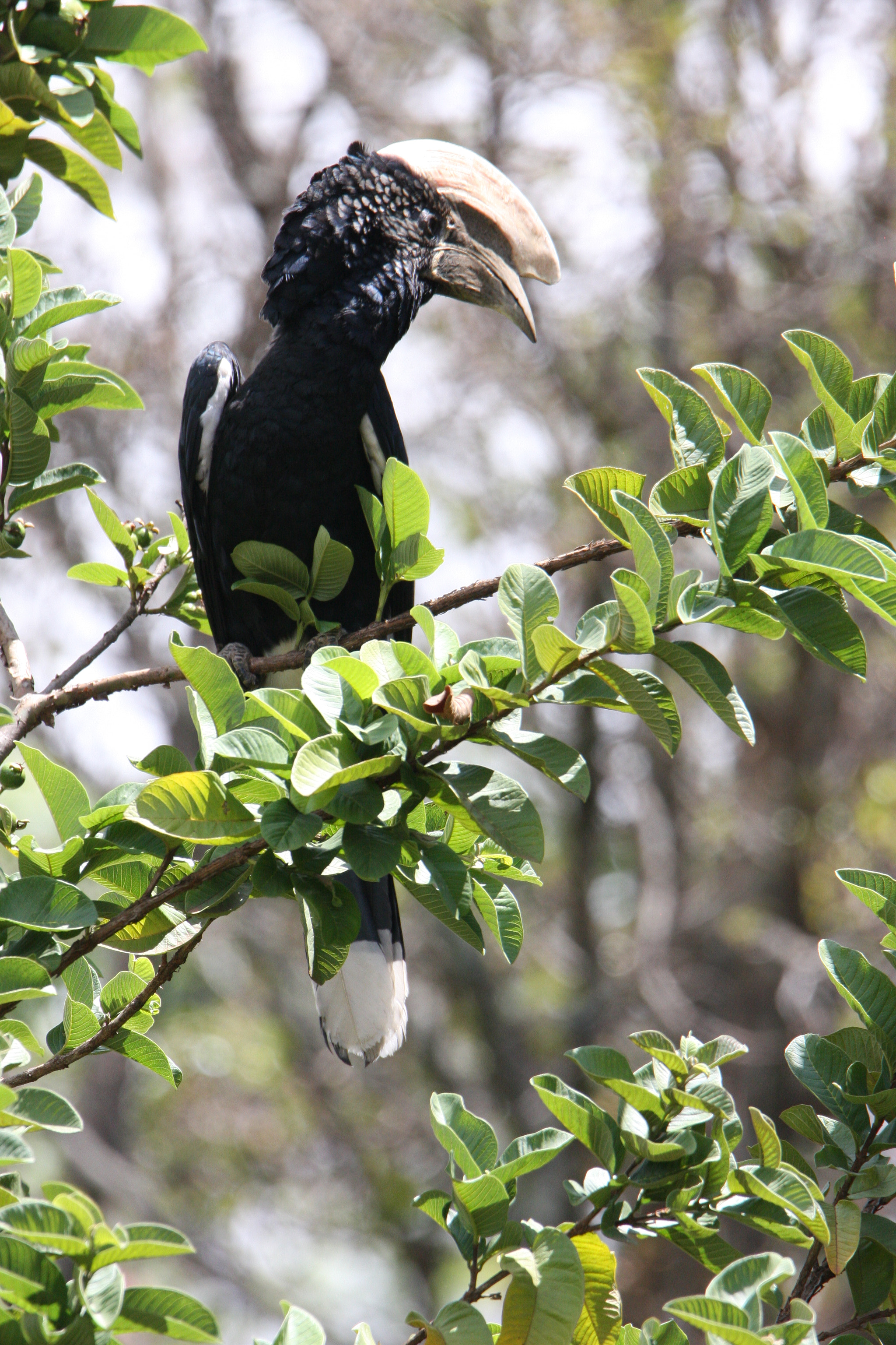 Tamron SP 150-600mm F5-6.3 Di VC USD sample photo