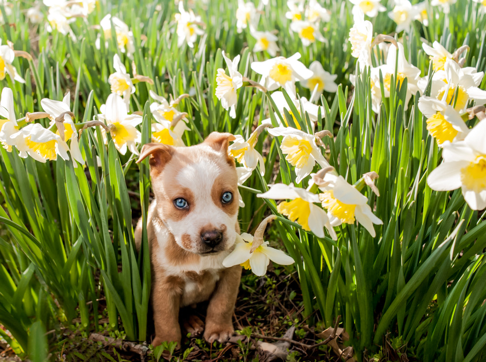 Nikon AF Nikkor 35mm F2D sample photo. Frankie blue in daffodils photography