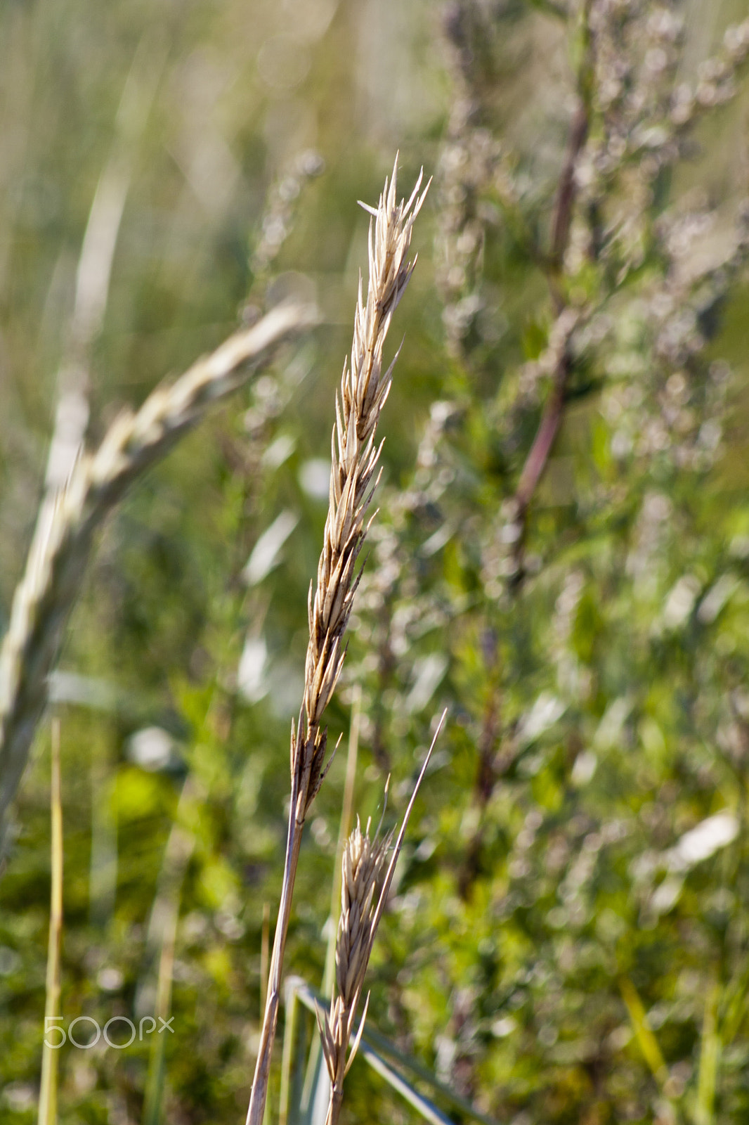 Canon EOS 1000D (EOS Digital Rebel XS / EOS Kiss F) + EF75-300mm f/4-5.6 sample photo. Beauty in nature photography