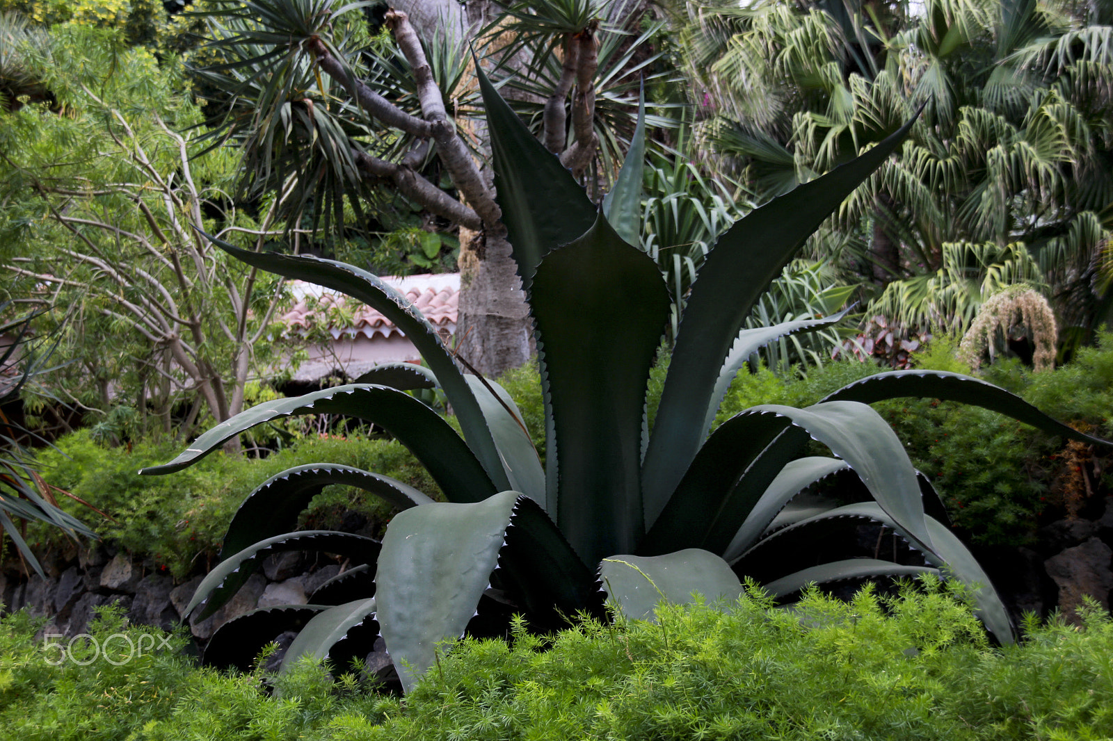 Sigma 18-200mm f/3.5-6.3 DC OS sample photo. Beauty in nature photography