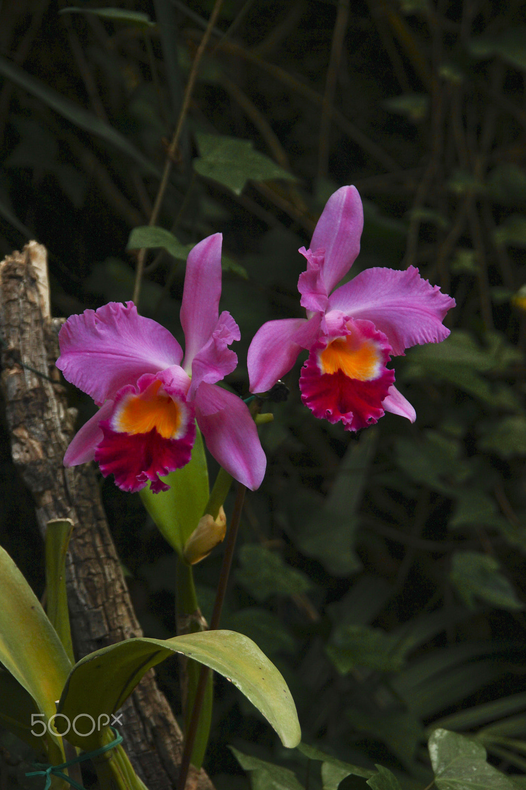 Sigma 18-200mm f/3.5-6.3 DC OS sample photo. Beauty in nature photography