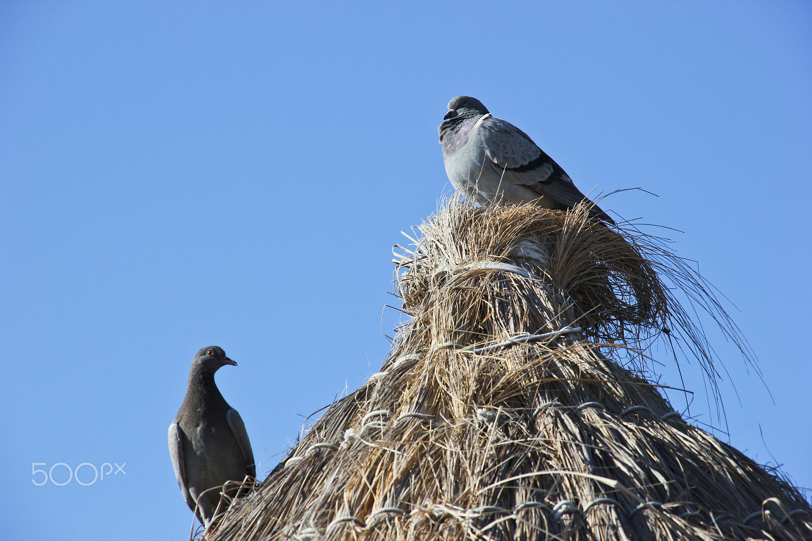 Sigma 18-200mm f/3.5-6.3 DC OS sample photo. Beauty in nature photography