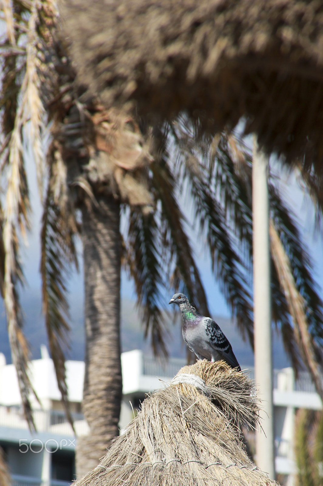 Sigma 18-200mm f/3.5-6.3 DC OS sample photo. Beauty in nature photography