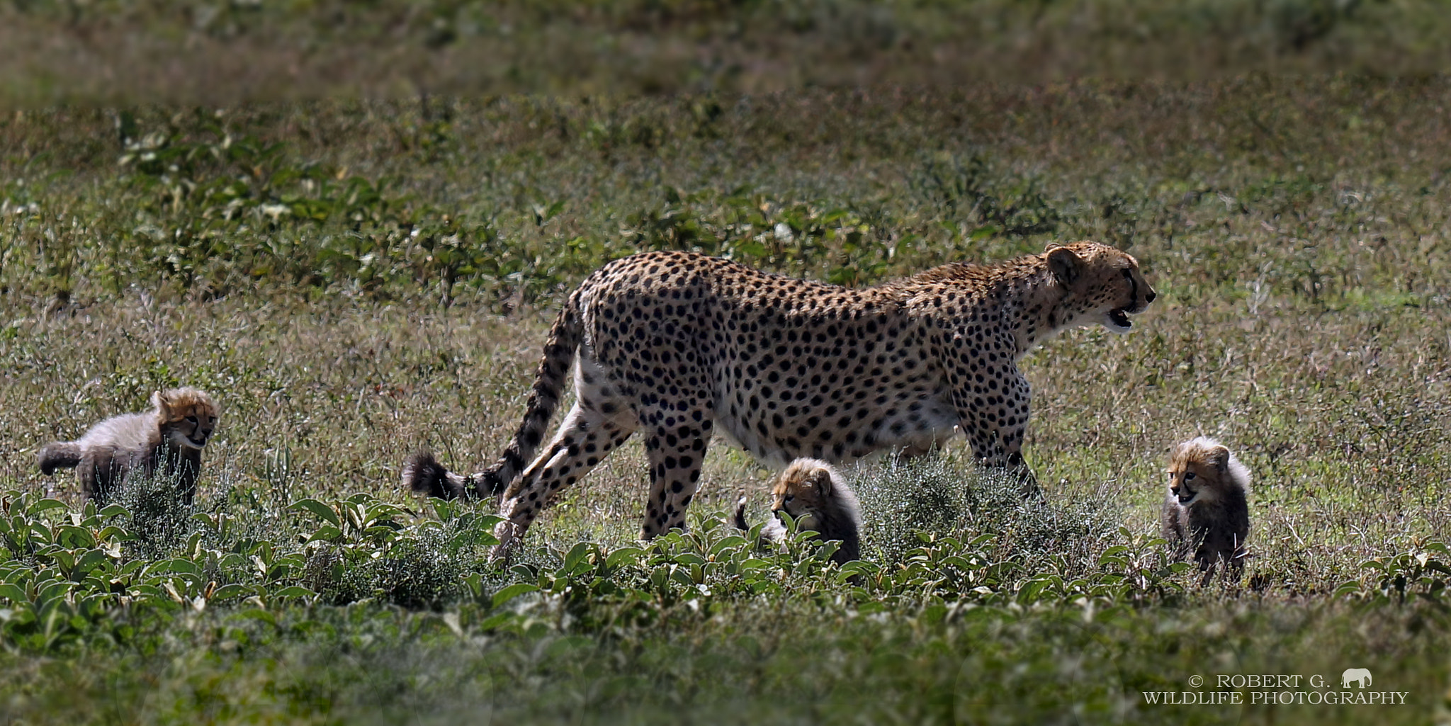 Minolta/Sony AF 70-200mm F2.8 G sample photo. Cheetah with cubs photography
