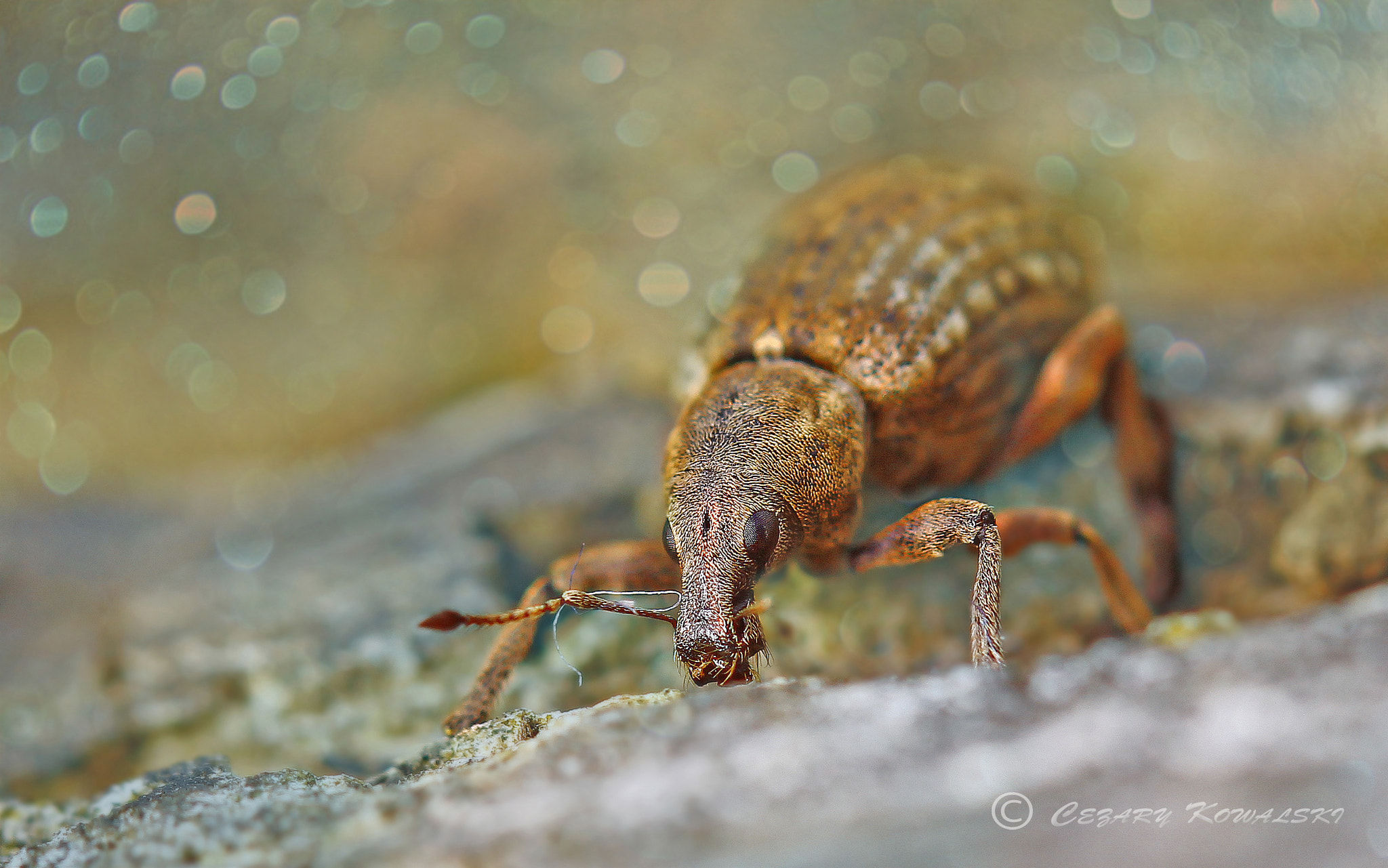 Canon EF 100mm F2.8 Macro USM sample photo. ... photography