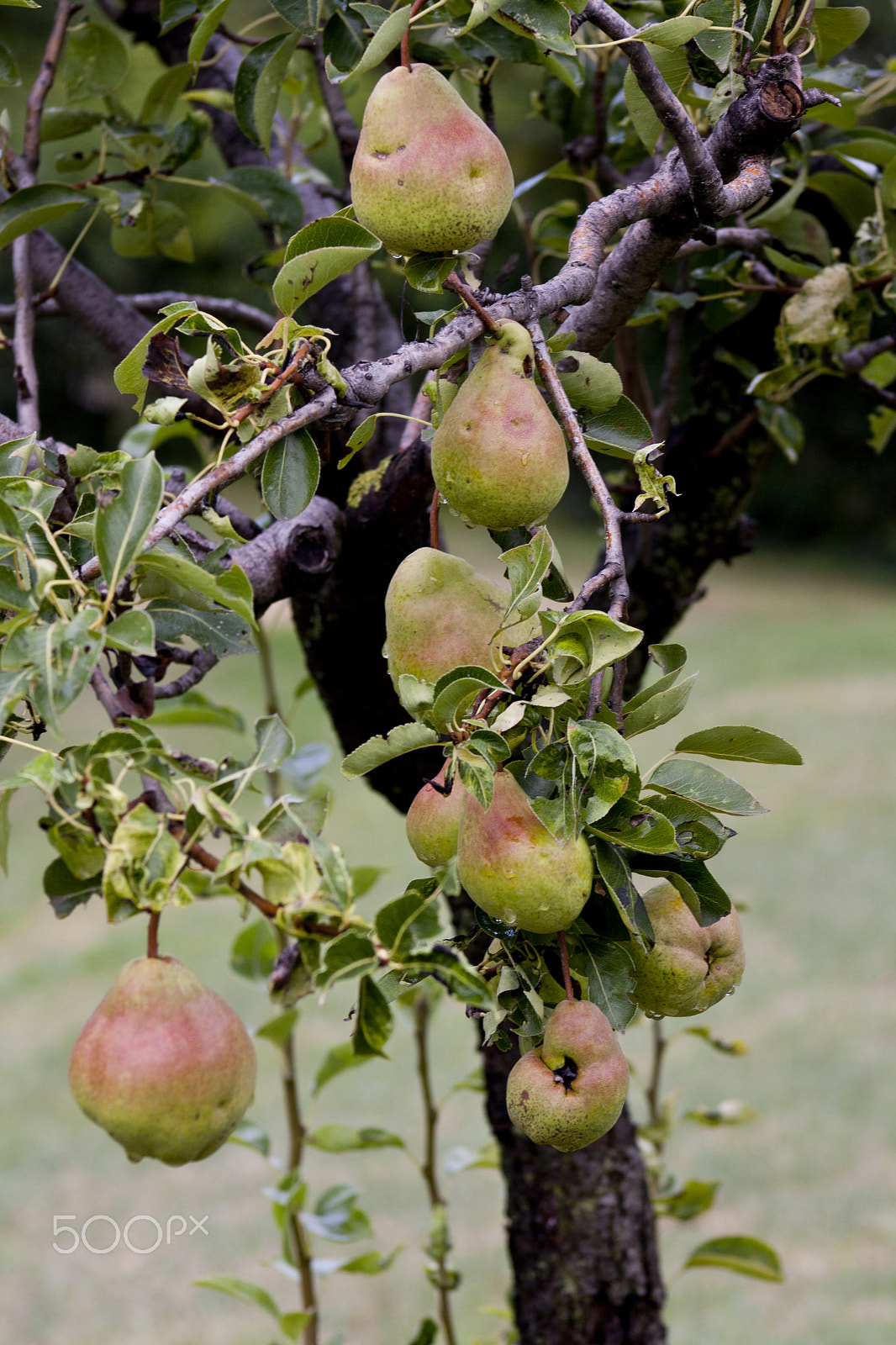 Canon EOS 1000D (EOS Digital Rebel XS / EOS Kiss F) + EF75-300mm f/4-5.6 sample photo. Beauty in nature photography