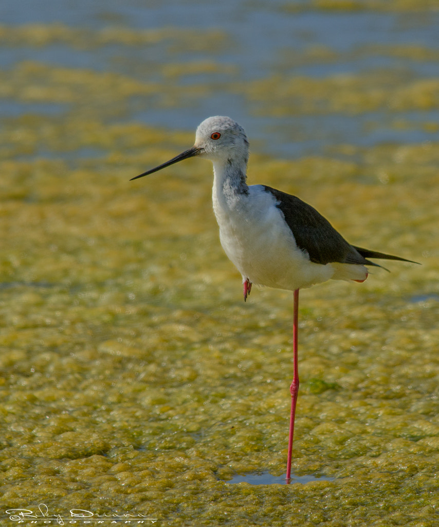 Nikon D7000 + Nikon AF-S Nikkor 300mm F4D ED-IF sample photo. Stand-up photography