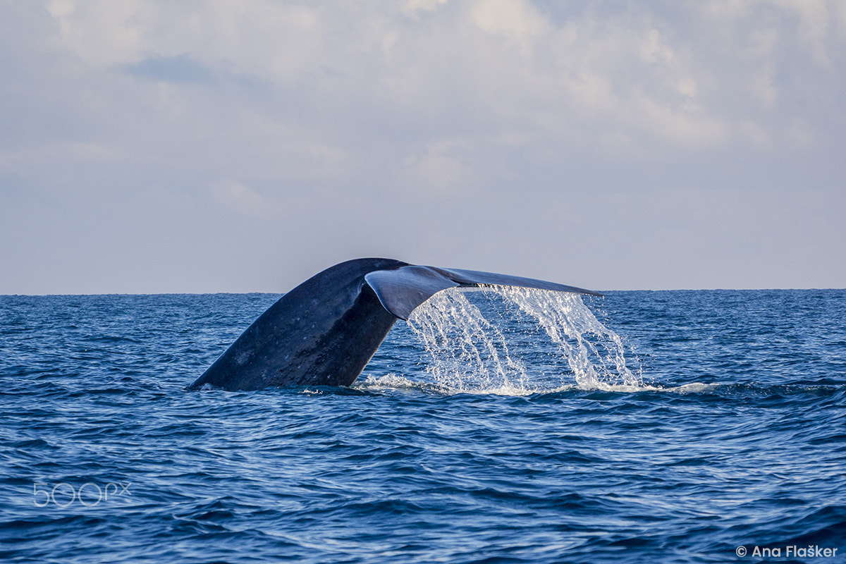 Nikon D7200 sample photo. Whale tail photography