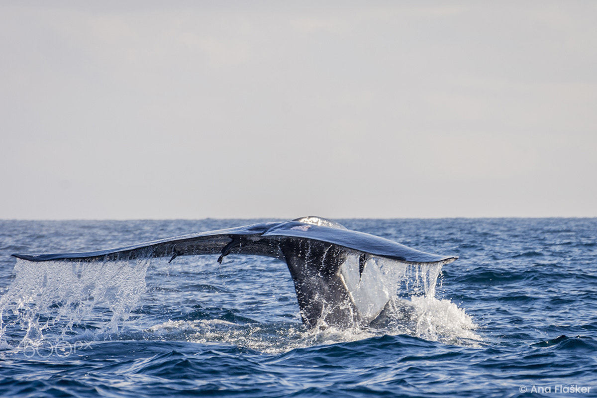 Nikon D7200 sample photo. Whale tail photography