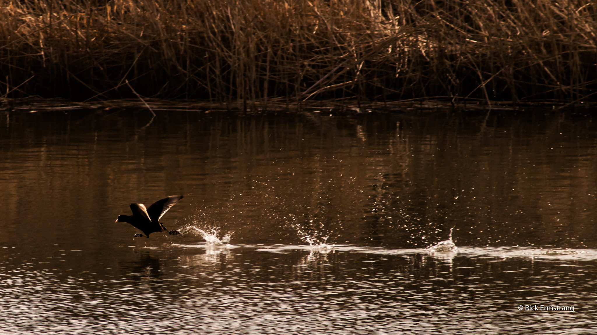 Nikon D90 + AF Nikkor 180mm f/2.8 IF-ED sample photo. Running coot photography