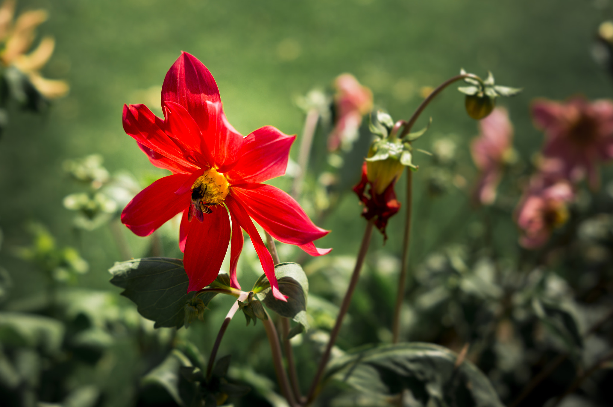 Sony SLT-A58 + Sony DT 50mm F1.8 SAM sample photo. Bee on flower photography