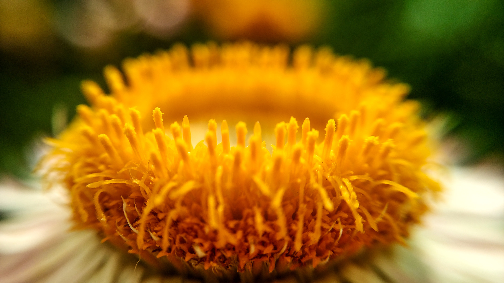 Xiaomi Mi 4i sample photo. Helichrysum - wide open photography