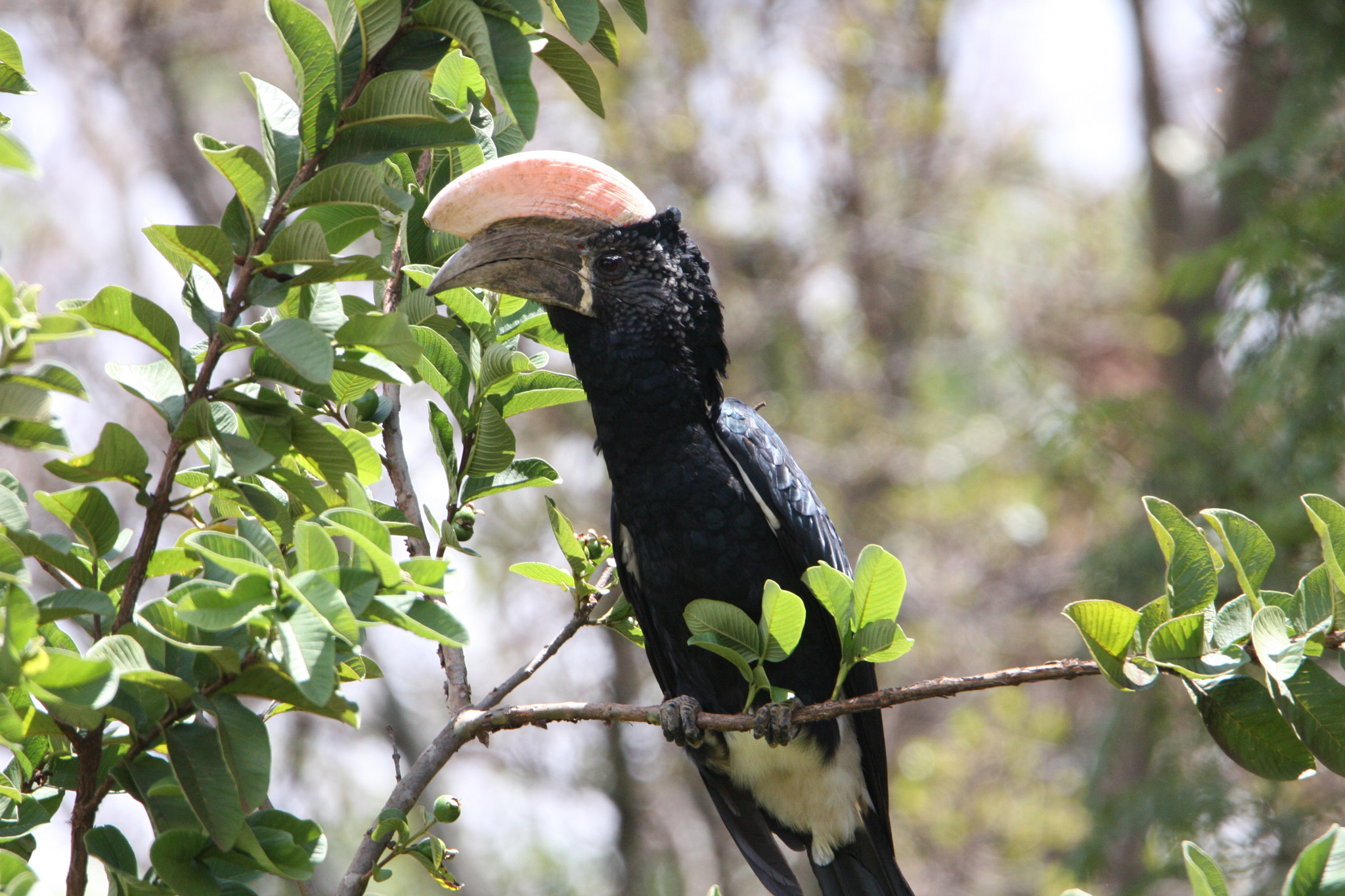 Tamron SP 150-600mm F5-6.3 Di VC USD sample photo