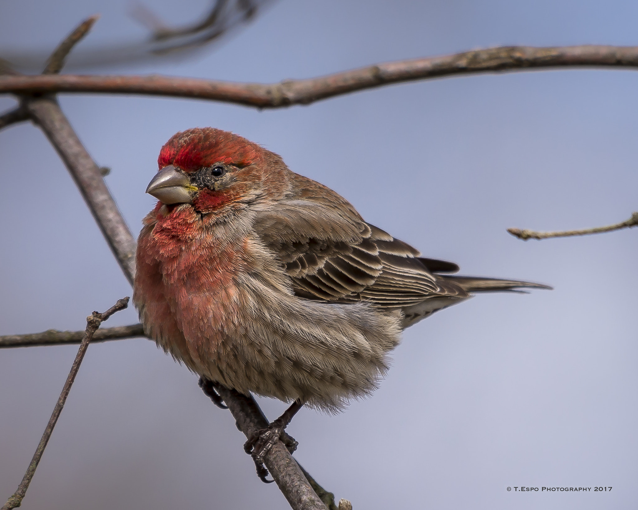 Nikon AF-S Nikkor 200-500mm F5.6E ED VR sample photo. House finch photography