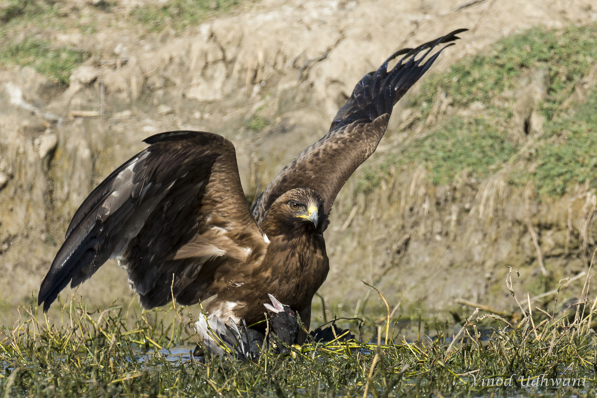 Canon EF 800mm F5.6L IS USM sample photo. Booted eagle with common coot catch photography