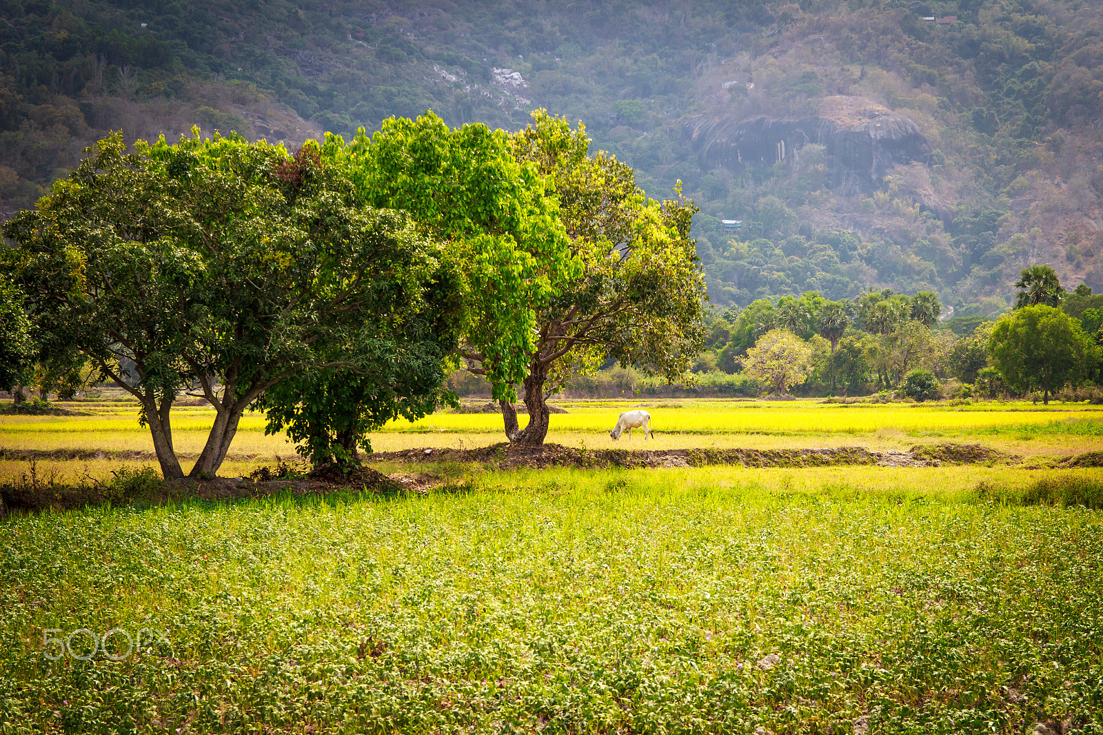 Canon EF-S 17-55mm F2.8 IS USM sample photo. Tri ton - an giang photography