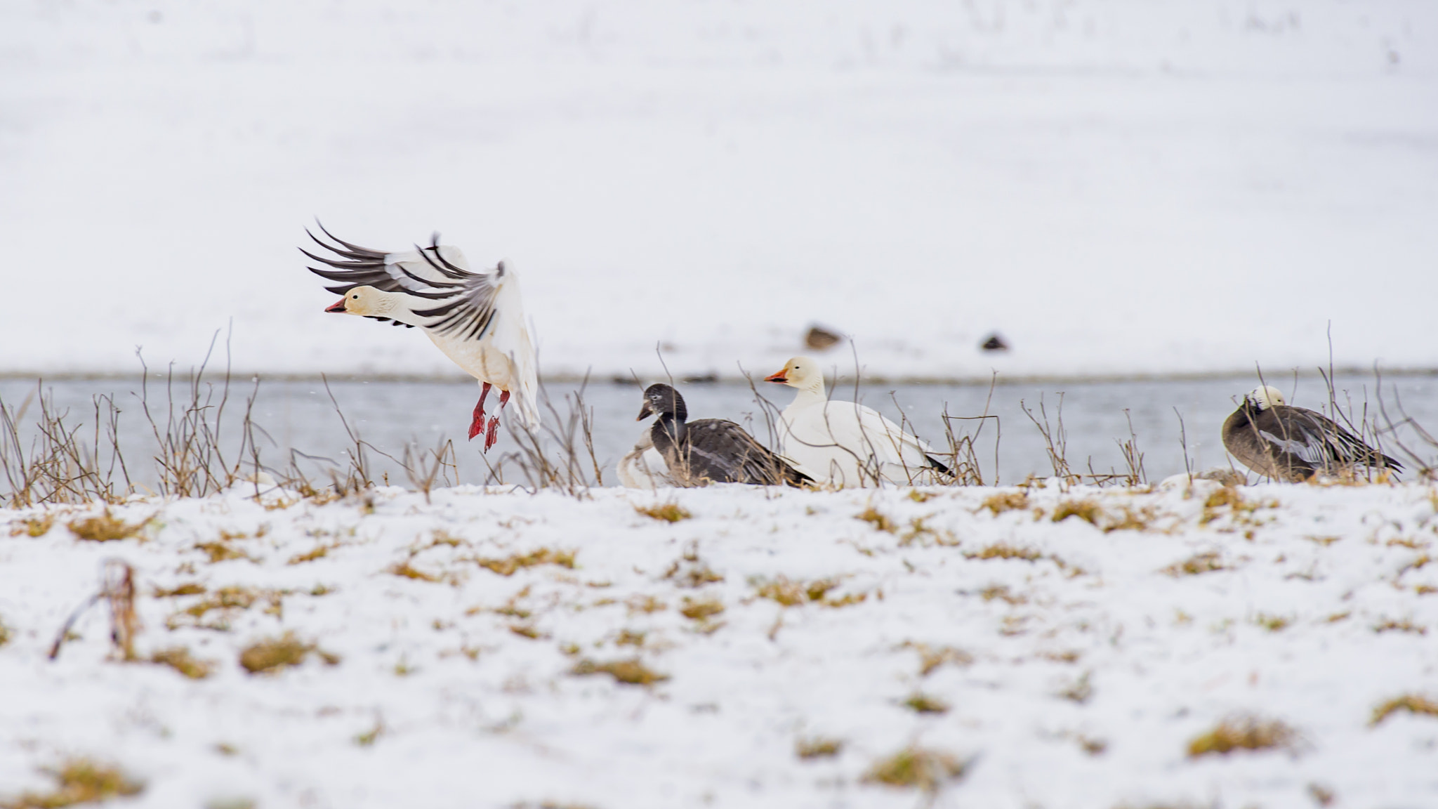 Nikon AF-S Nikkor 200-500mm F5.6E ED VR sample photo. Joy of snow photography