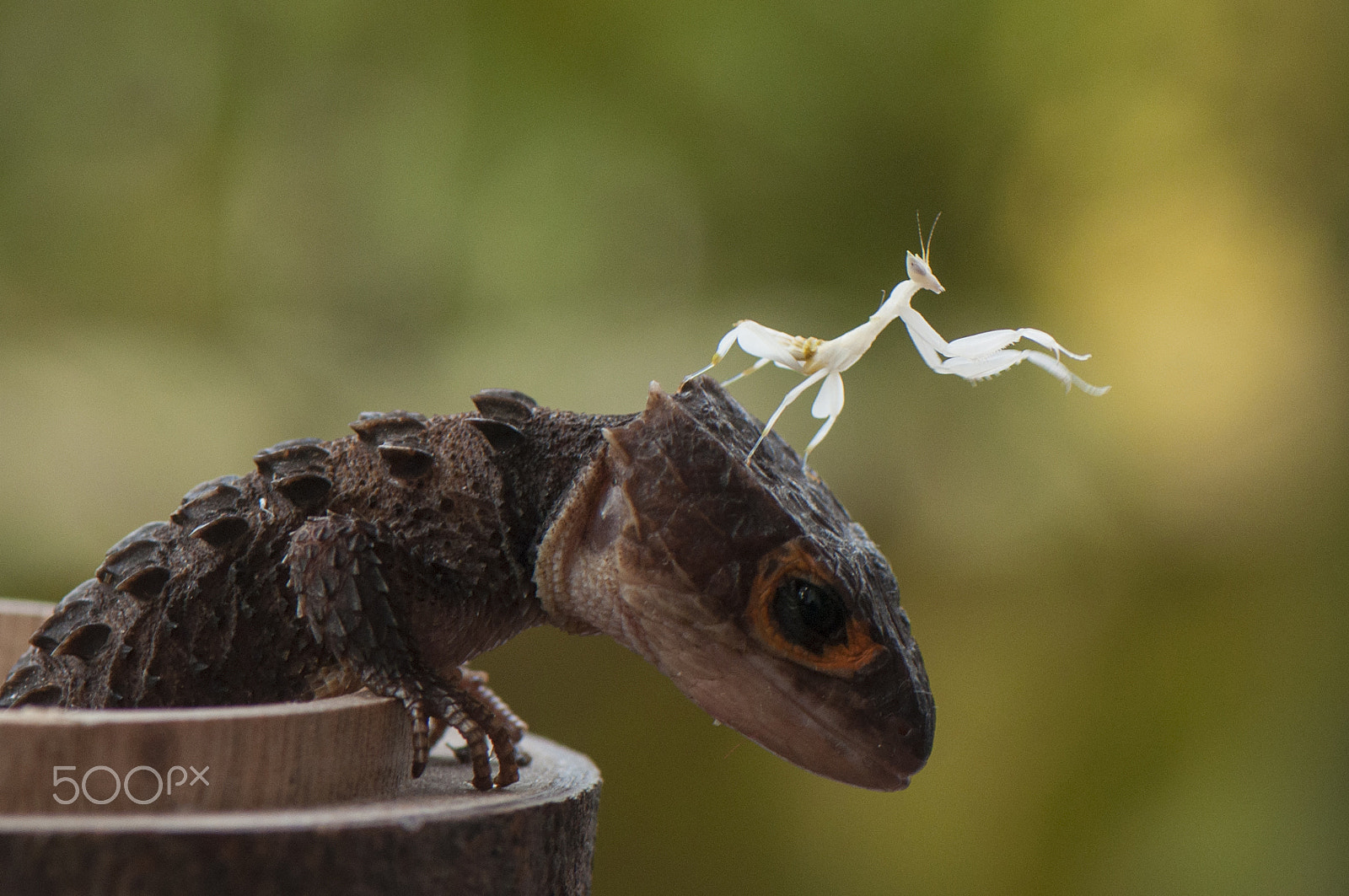 Nikon AF-S Micro-Nikkor 105mm F2.8G IF-ED VR sample photo. Mantis on head croc photography