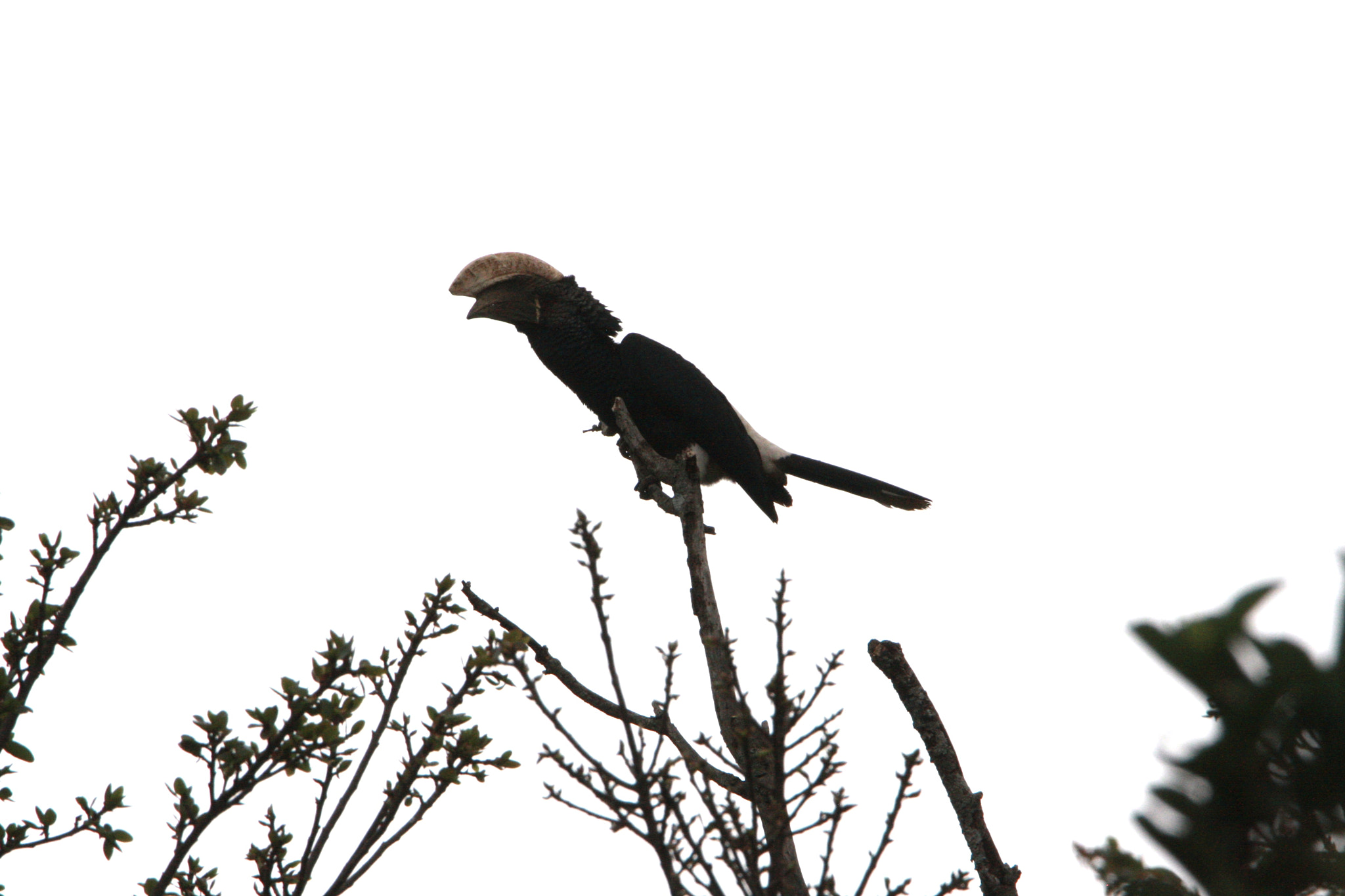 Tamron SP 150-600mm F5-6.3 Di VC USD sample photo