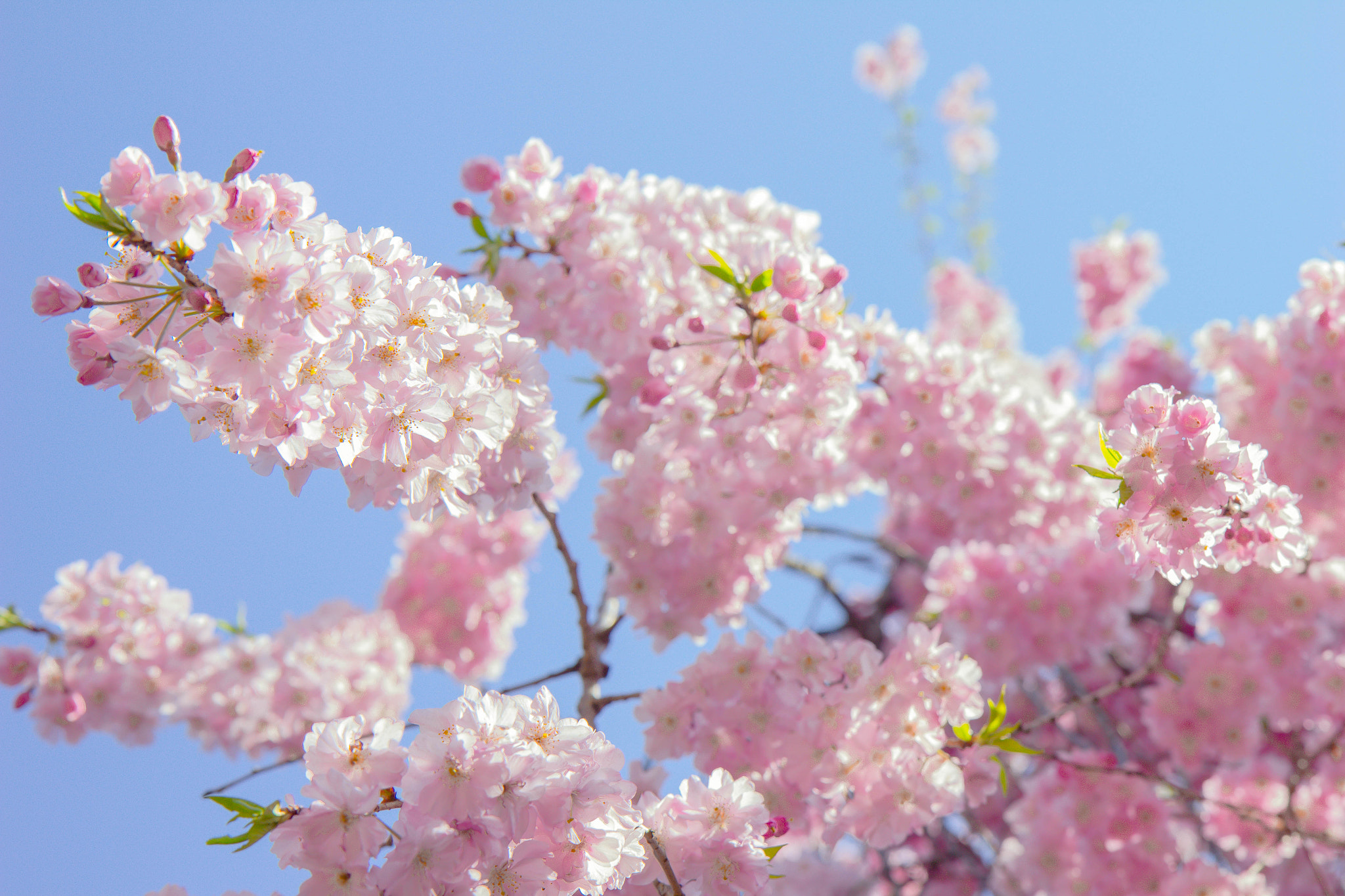 Canon EF-S 17-55mm F2.8 IS USM sample photo. 桜-新宿御苑 photography