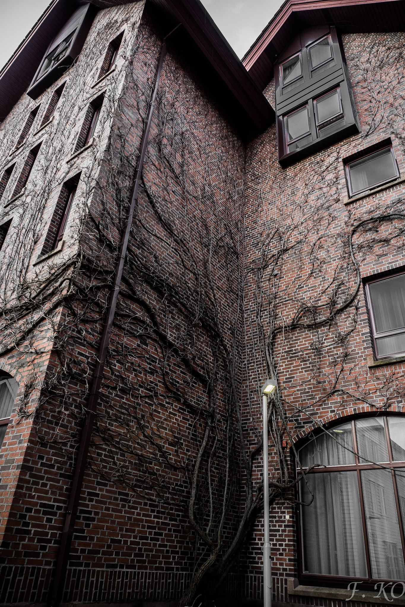 Olympus OM-D E-M5 II sample photo. Wall tree photography