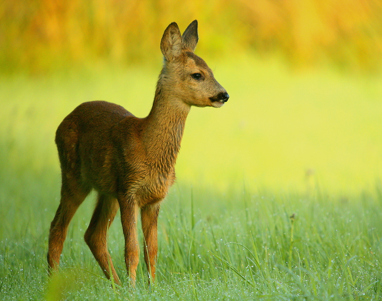 Sigma 50-500mm f/4-6.3 APO HSM EX sample photo. Roe deer photography
