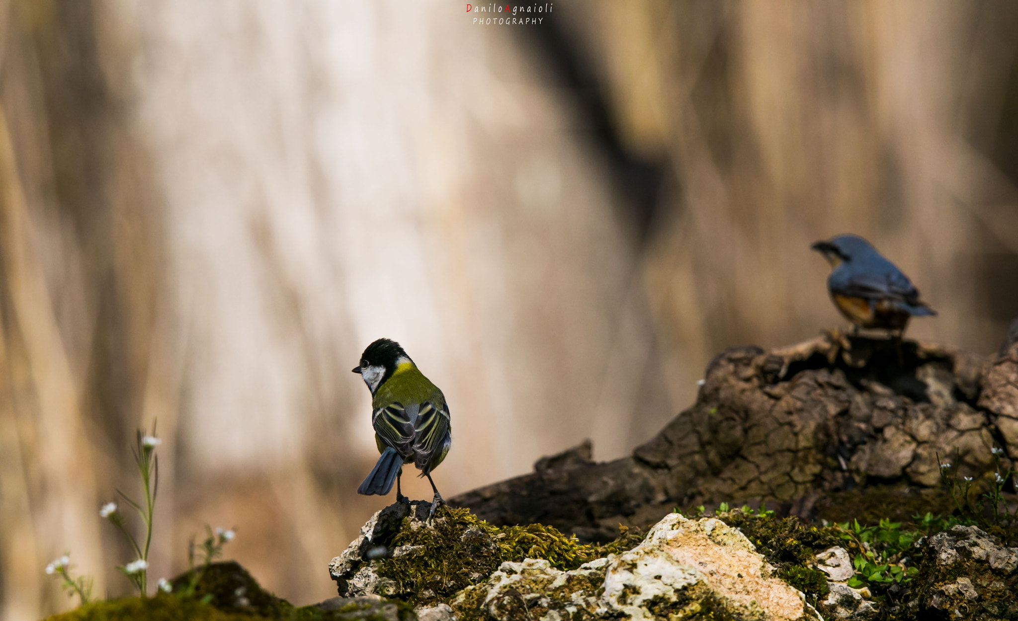 Tamron SP 150-600mm F5-6.3 Di VC USD sample photo. Con lo sguardo verso il futuro. cinciallegra e picchio muratore photography