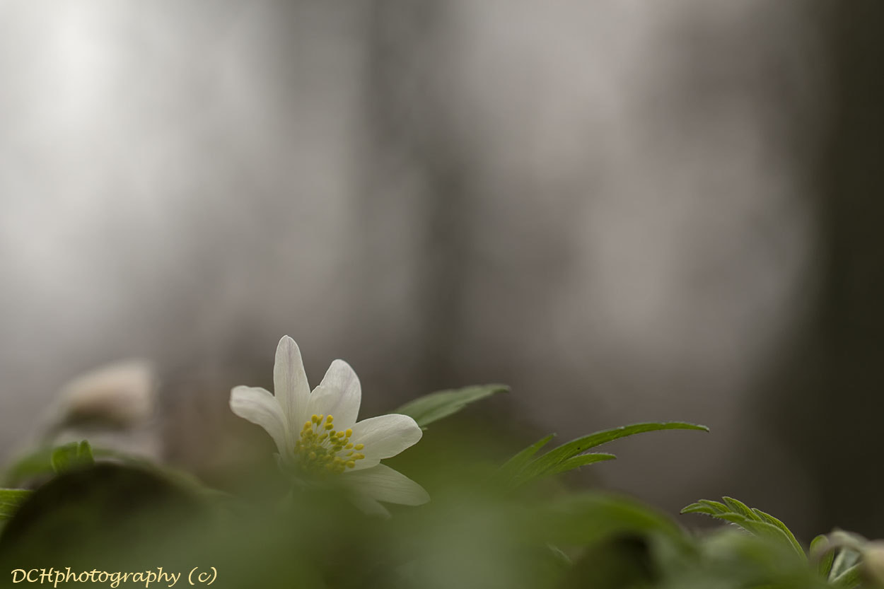 Canon EF 100mm F2.8L Macro IS USM sample photo. Coming out. photography