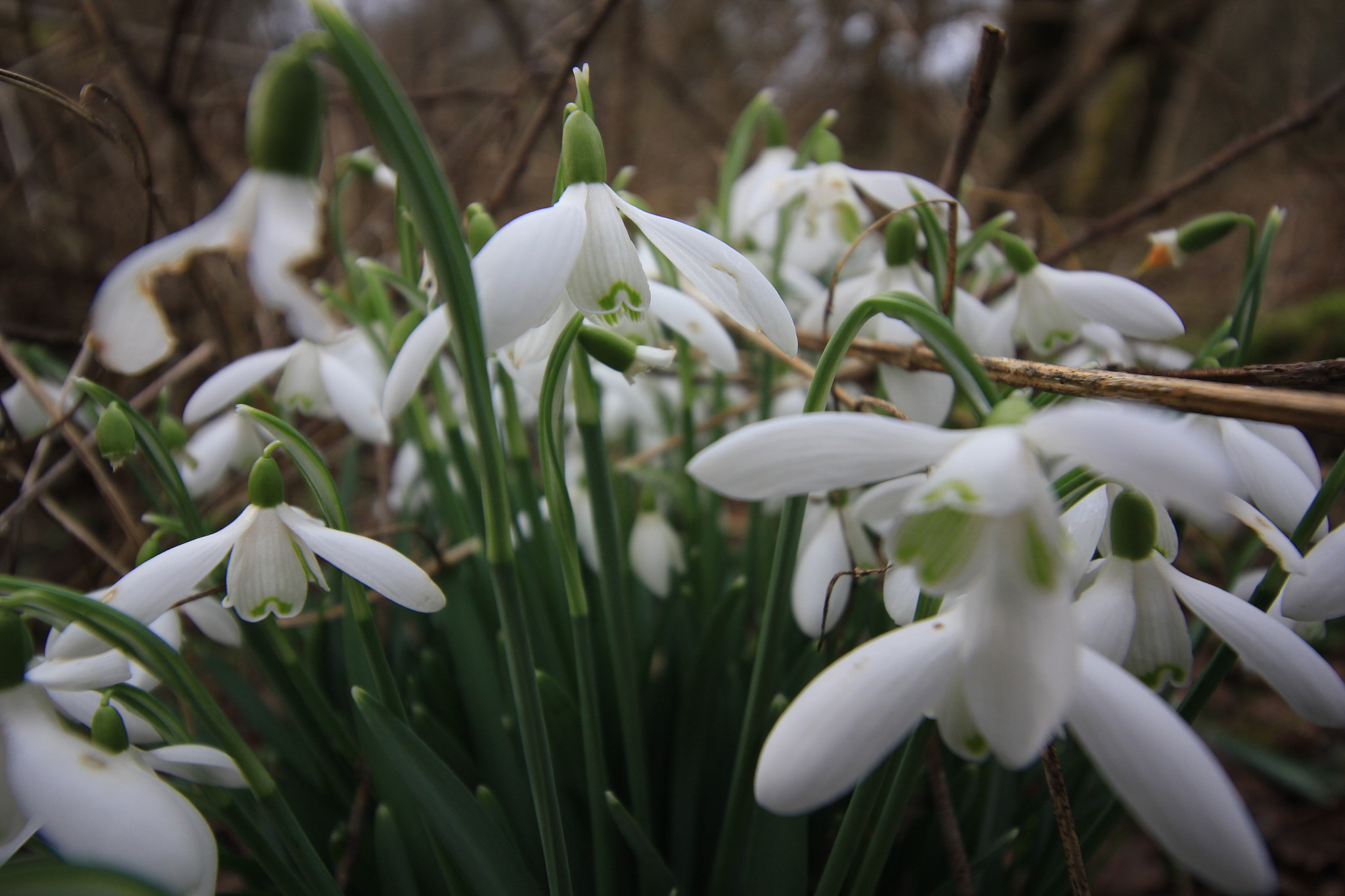 Canon EOS 550D (EOS Rebel T2i / EOS Kiss X4) sample photo. White flowers photography
